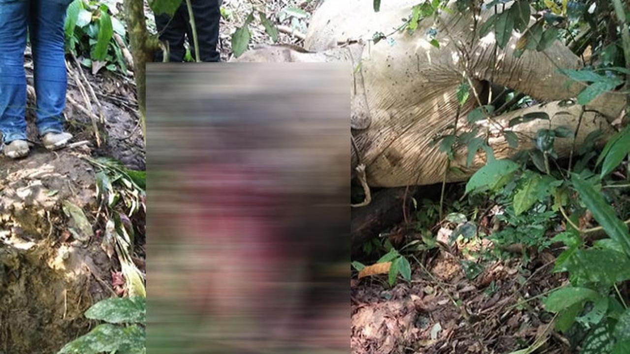 Kematian gajah Bunta