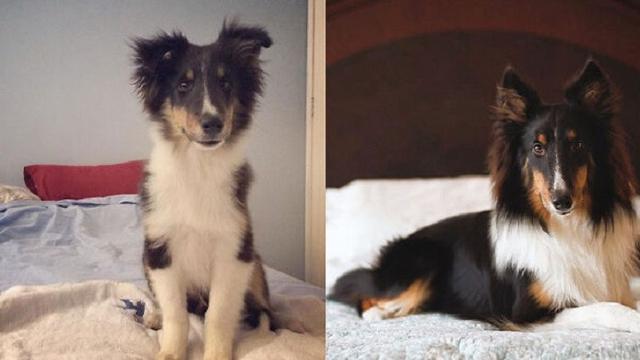 perbandingan hewan setelah dirawat manusia