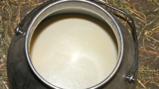 Susu kambing di sudan