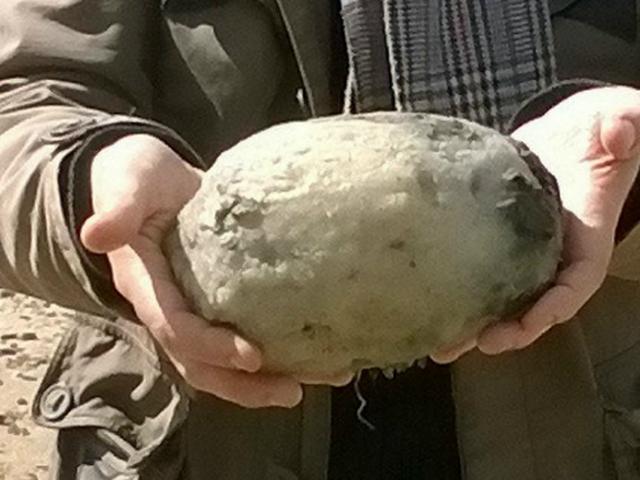 Muntahan Ini Dijual Rp 932 Juta Berminat Global Liputan6 Com