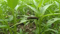 Cara Membasmi Ulat Grayak yang Merusak Daun Kangkung Secara Alami