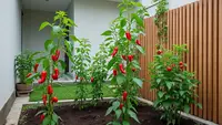 9 Kebun Rumah Produktif di Lahan 3x5 Meter untuk Kebutuhan Harian, Panen Setiap Hari