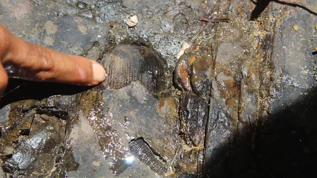 Fosil Kerang
