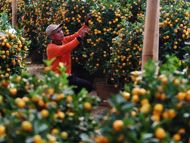 Pekerja tengah merawat jeruk kim kit atau jeruk imlek di Jakarta, Jumat (2/2). Jeruk yang di datangkan langsung dari Taiwan tersebut untuk memenuhi kebutuhan perayaan imlek 2018. (Liputan6.com/Angga Yuniar)