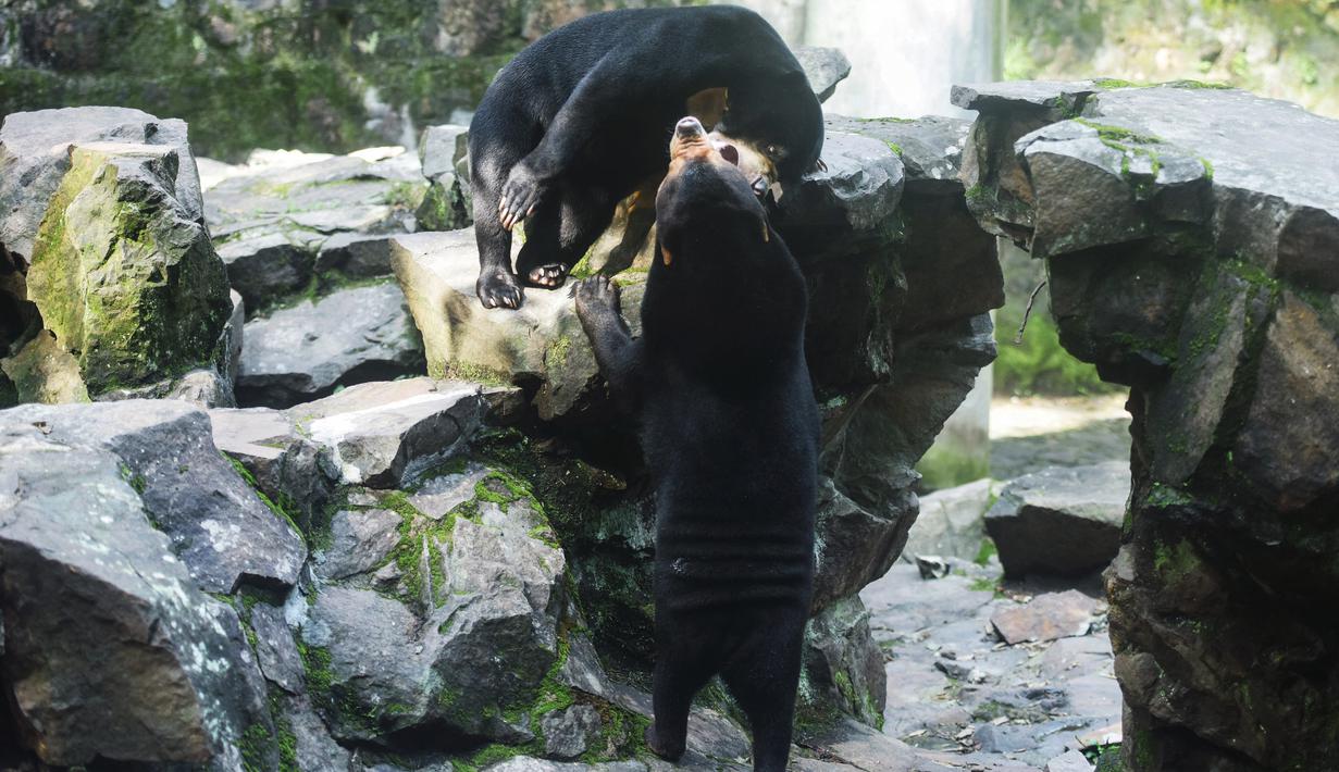 Klarifikasi kebun binatang Hangzhou ini masih jadi perdebatan di media sosial. Oleh sebab itu, pihak kebun binatang memberi informasi seputar beruang madu yang memang bisa berdiri tegak seperti manusia. (STR / AFP)