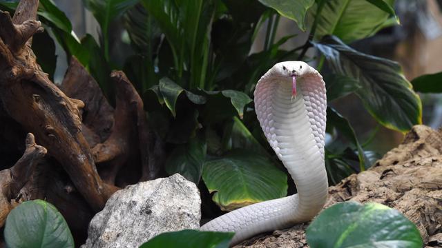 Gambar Ular Kobra Hitam Putih