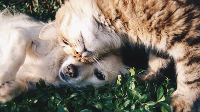 Binatang bisa bikin bahagia/copyright Pexels.com