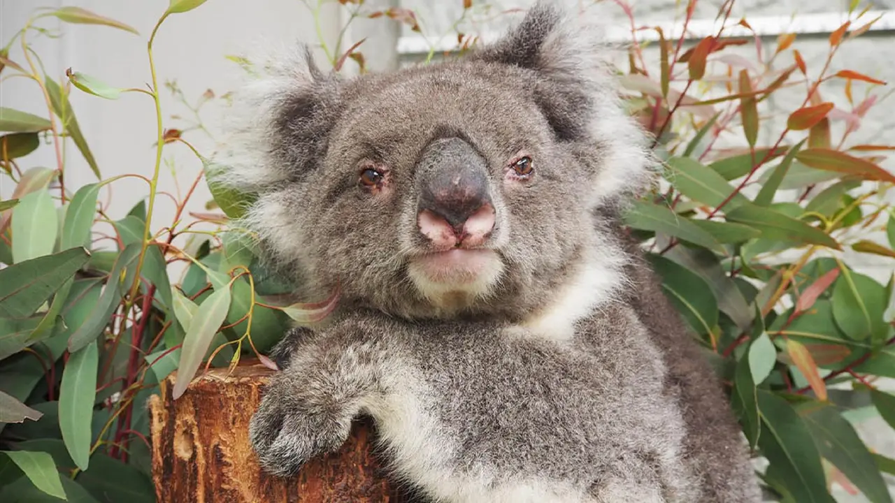 Koala Victoria