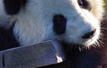 Saat Gali Makam Kaisar China, Arkeolog Malah Temukan Kerangka Panda Raksasa Berusia 2000 Tahun