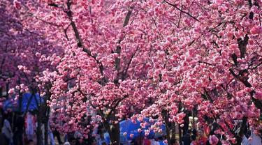 Tak Hanya Jepang, Potret Keindahan Bunga Sakura di 6 Negara Dunia Ini Bikin Takjub