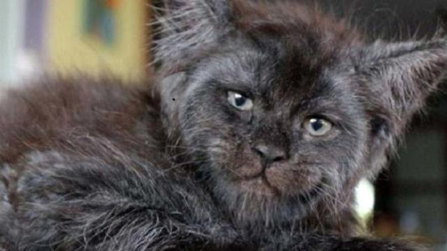 Super Aneh, Ini Hewan yang Punya Wajah Mirip Manusia