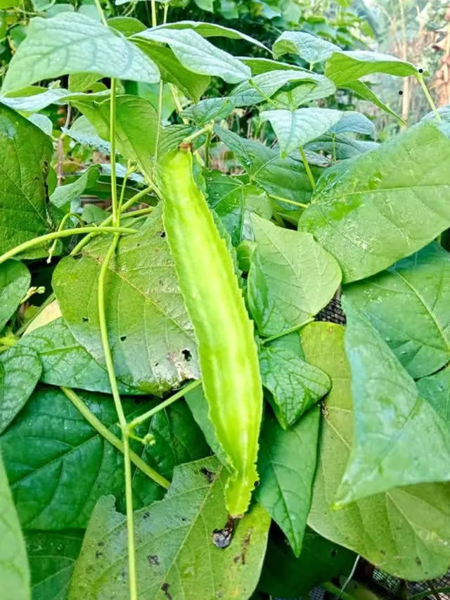 Kandungan Beta Karoten Kecipir Baik untuk Mata dan Tulang