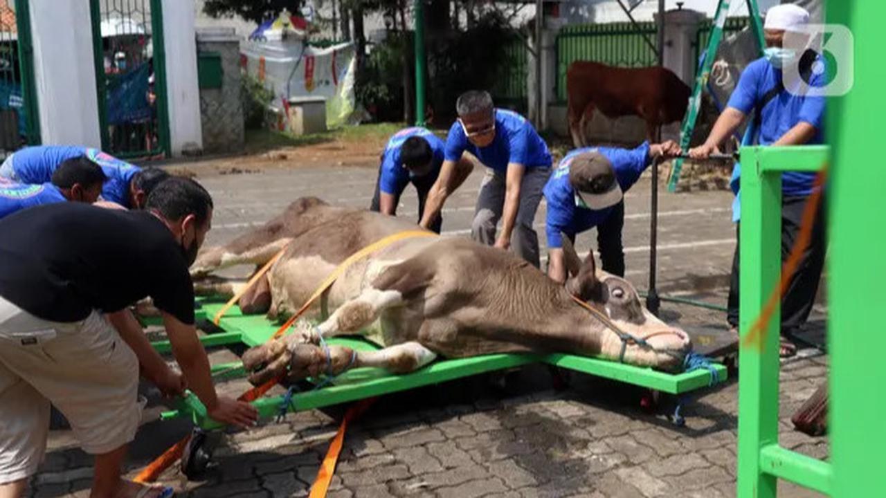 Jangan Hanya Pikirkan Dagingnya, Ketahui Etika Memperlakukan Hewan Kurban
