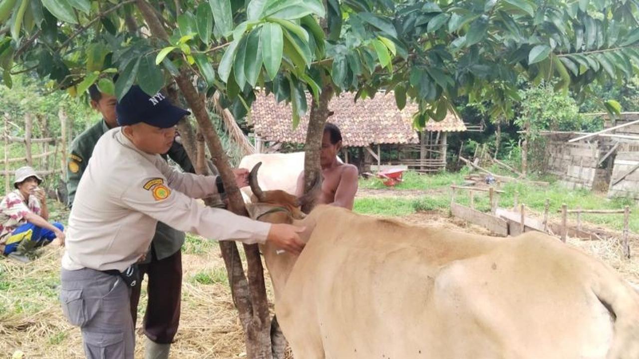 Diskannak Pastikan Stok Hewan Kurban OKU Timur Melimpah Jelang Idul Adha 2026