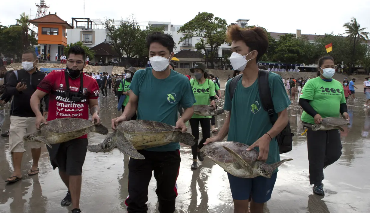Relawan membawa penyu hijau (Chelonia mydas) untuk dilepaskan menuju di pantai Kuta, Bali, Sabtu (8/1/2022). Dengan bantuan relawan, TNI AL melepaskan 32 penyu hijau yang mereka sita dalam upaya penyelundupan di perairan pulau wisata Desember 2021 lalu. (AP Photo/Firdia Lisnawati)