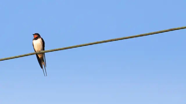 Ilustrasi burung walet