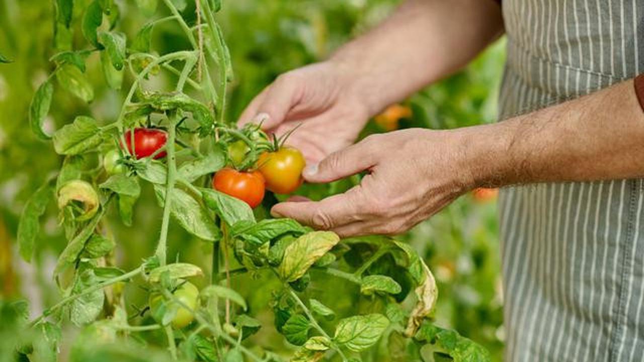 12 Jenis Tanaman yang Mudah Dirawat Cocok untuk Lahan Sempit, dari Tanaman Hias hingga Sayur-mayur