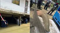 Ikan Predator 2,7 Meter Lukai Petugas Sebelum Ditangkap, Berat Capai 200 Kg
