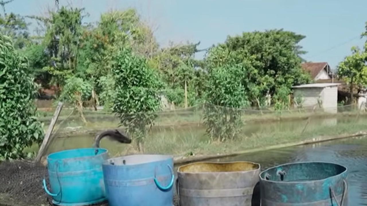 Budi daya ikan patin di Tulungagung