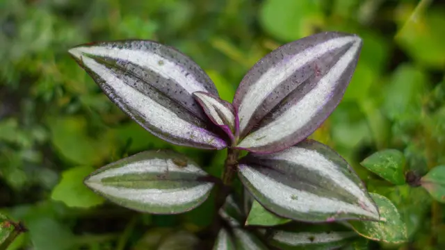 Tanaman Hias dengan Warna Daun Dua Tone