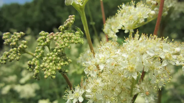 [Bintang] Meadowsweet