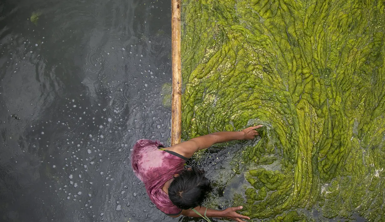 Seorang pekerja membersihkan ganggang di kolam Kamal Pokhari di Kathmandu, Nepal, Selasa (27/7/2021). Kolam Kamal Pokhari merupakan salah satu kolam tertua dan bersejarah yang sedang menjalani restorasi. (AP Photo/Niranjan Shrestha)