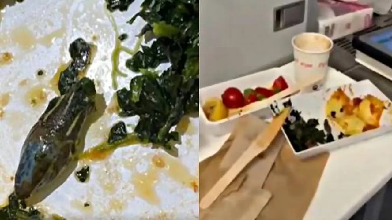 Bikin Bergidik, Kepala Ular Ditemukan di Makanan Pesawat Maskapai Turki Ini Viral