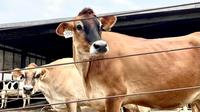 Pengelolaan Ternak Sapi Perah yang Optimal Jadi Kunci Produksi Susu Melimpah, Malang (30/5/2023). Foto: Ade Nasihudin/Liputan6.com.