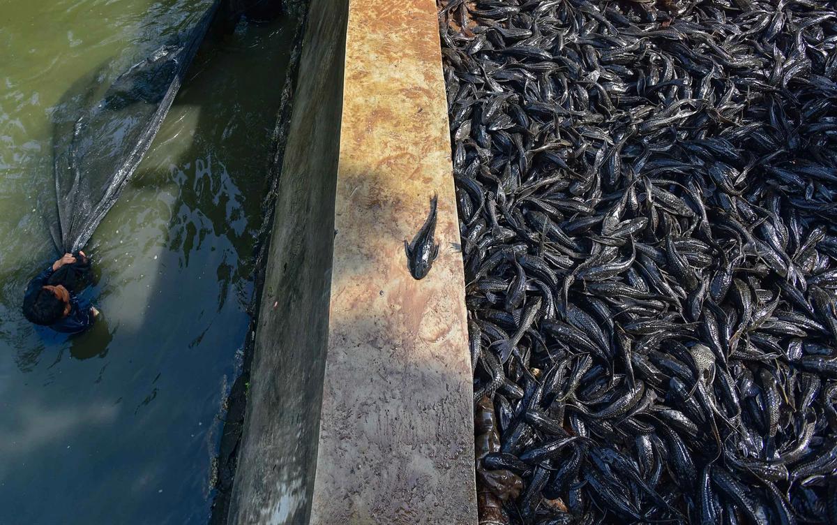FOTO: Operasi  Penangkapan  Ikan Sapu Sapu di Setu Babakan Capai Lebih dari Tiga Ton