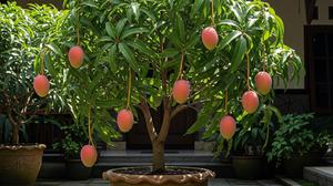 7 Cara Membuat Pohon Mangga Mini dalam Pot yang Cepat Berbuah Lebat, Bisa Panen Meski di Lahan Sempit