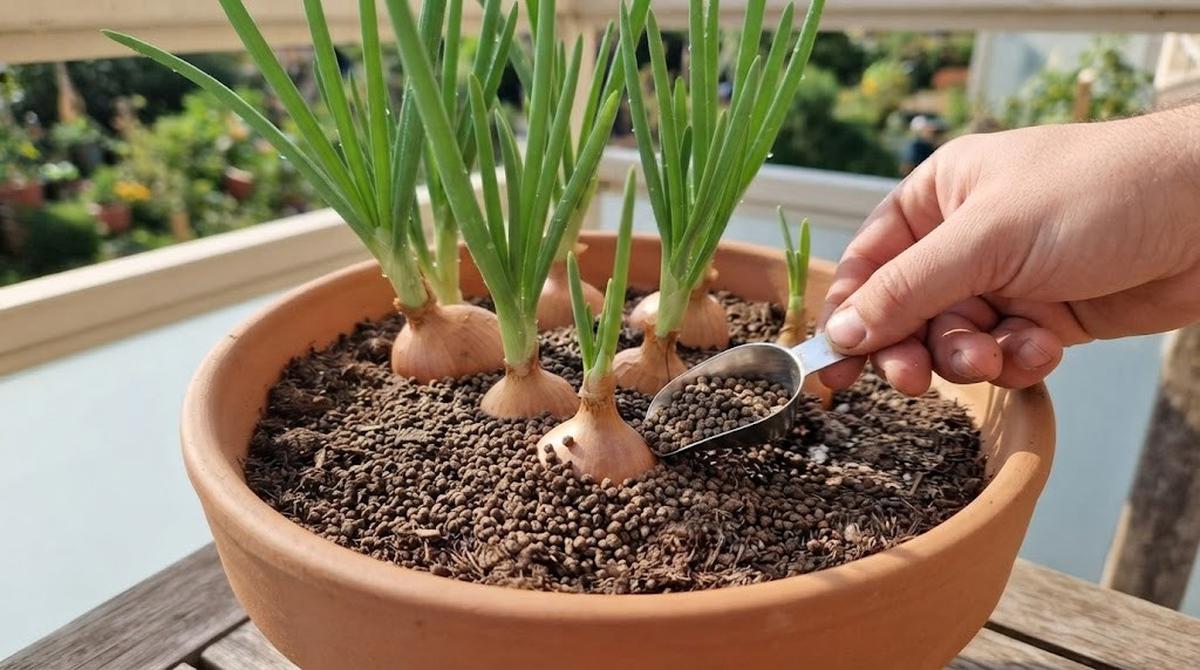 Pilihan Tanaman Sayur yang Tidak Membutuhkan Pot Besar