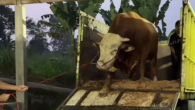 Sapi Kurban Maia Estianty Dibeli di Peternakan Irfan Hakim