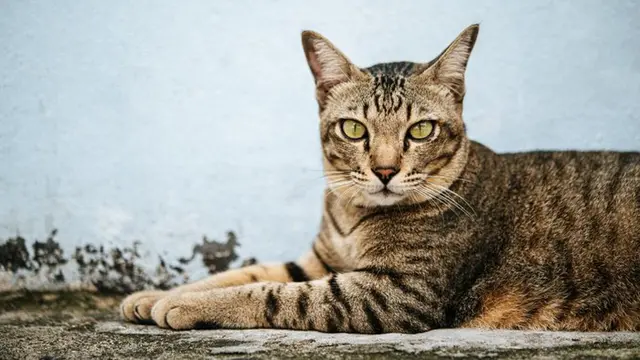 Kucing mujair (Image by Freepik)