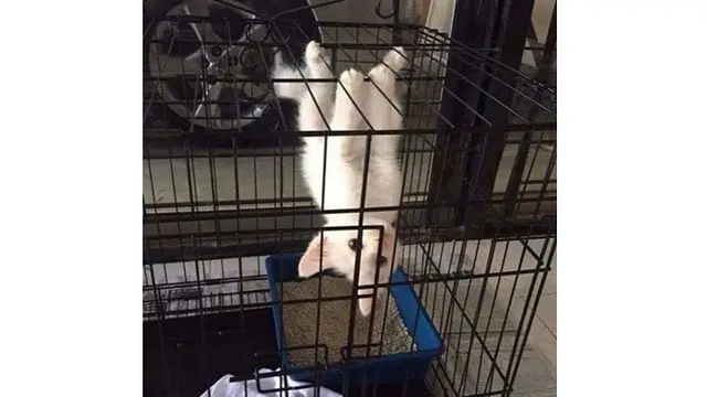 Potret 6 Kucing Bergaya Bak Spiderman Ini Bikin Tepuk Jidat