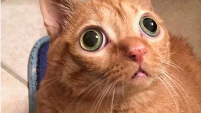 Seperti Melotot, Kucing Oranye Ini Malah Viral di Medsos