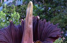 Titan Arum, Flora Endemik Indonesia dengan Bunga Majemuk Terbesar di Dunia