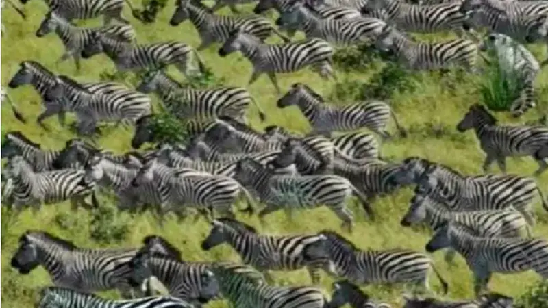 tebak gambar temukan harimau di antara zebra