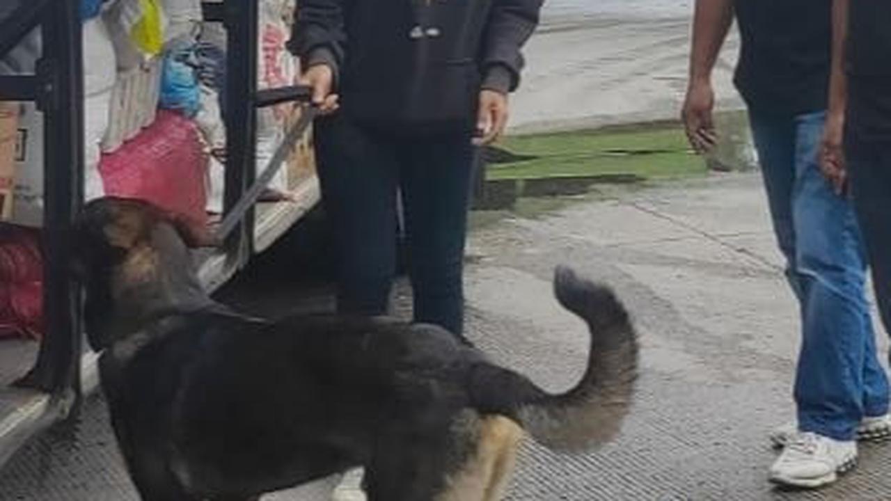 Aksi Anjing K9 Polri Gagalkan Penyelundupan Narkoba di Pelabuhan Bakauheni
