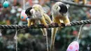 Sepasang monyet tupai mencari makanan dari telur Paskah yang disediakan Kebun Binatang London, Inggris, Kamis (29/3). Kebun Binatang London sengaja membuat pertunjukan ini untuk menarik pengunjung selama libur Paskah. (AP Photo/Alastair Grant)