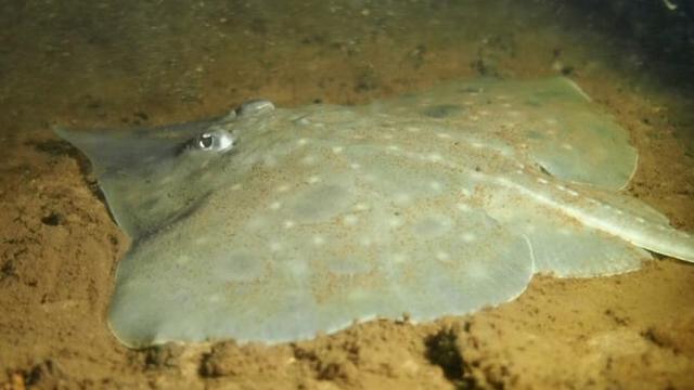 Ikan Pari Jawa Resmi Punah