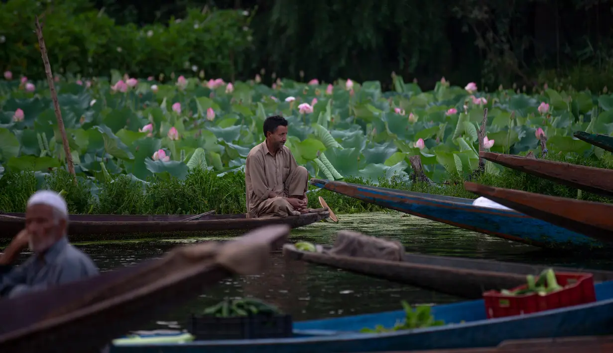 Seorang pria Kashmir di atas perahunya menunggu pembeli di pasar sayur terapung di Danau Dal di Srinagar, Kashmir yang dikuasai India pada 26 Juli 2020. Sayuran yang diperdagangkan di pasar terapung ini disuplai ke Srinagar dan banyak kota di lembah Kashmir. (AP Photo/Dar Yasin)