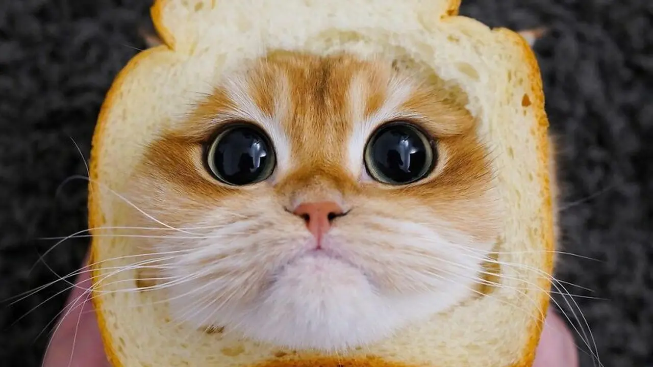 7 Potret Menggemaskan Pisco, Kucing yang Mirip Puss in Boots