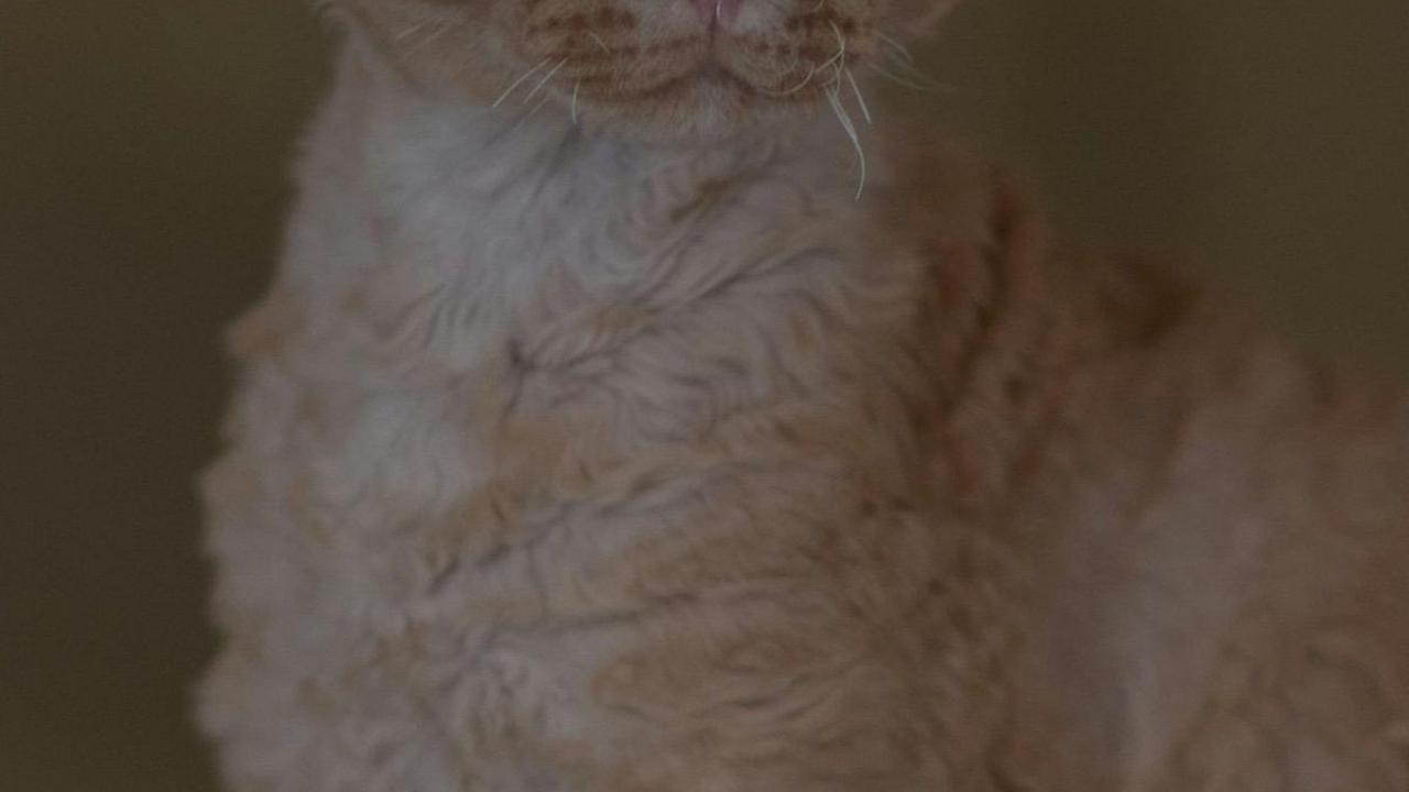 <b>Kucing Ras Cornish Rex</b>