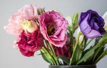 11 Cara Menanam Bunga Lisianthus untuk Pemula, Tak Sulit jika Tahu Perawatan yang Tepat