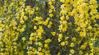 5 Tanaman Rambat dengan Bunga Warna Kuning untuk Mempercantik Taman Rumah