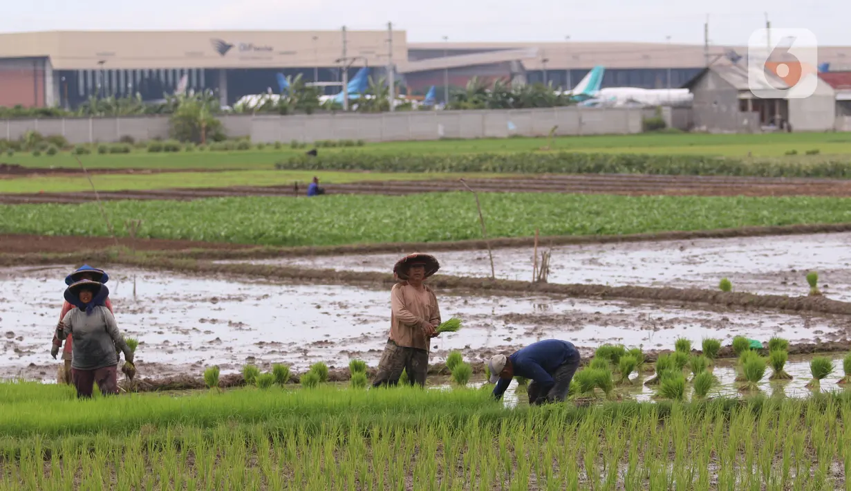 Petani menanam padi di persawahan di kawasan Tangerang, Kamis (3/12/2020). Kementerian Pertanian menargetkan pada musim tanam pertama 2020-2021 penanaman padi mencapai seluas 8,2 juta hektare menghasilkan 20 juta ton beras. (Liputan6.com/Angga Yuniar)