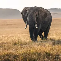 ilustrasi mimpi gajah/David Clode/unsplash