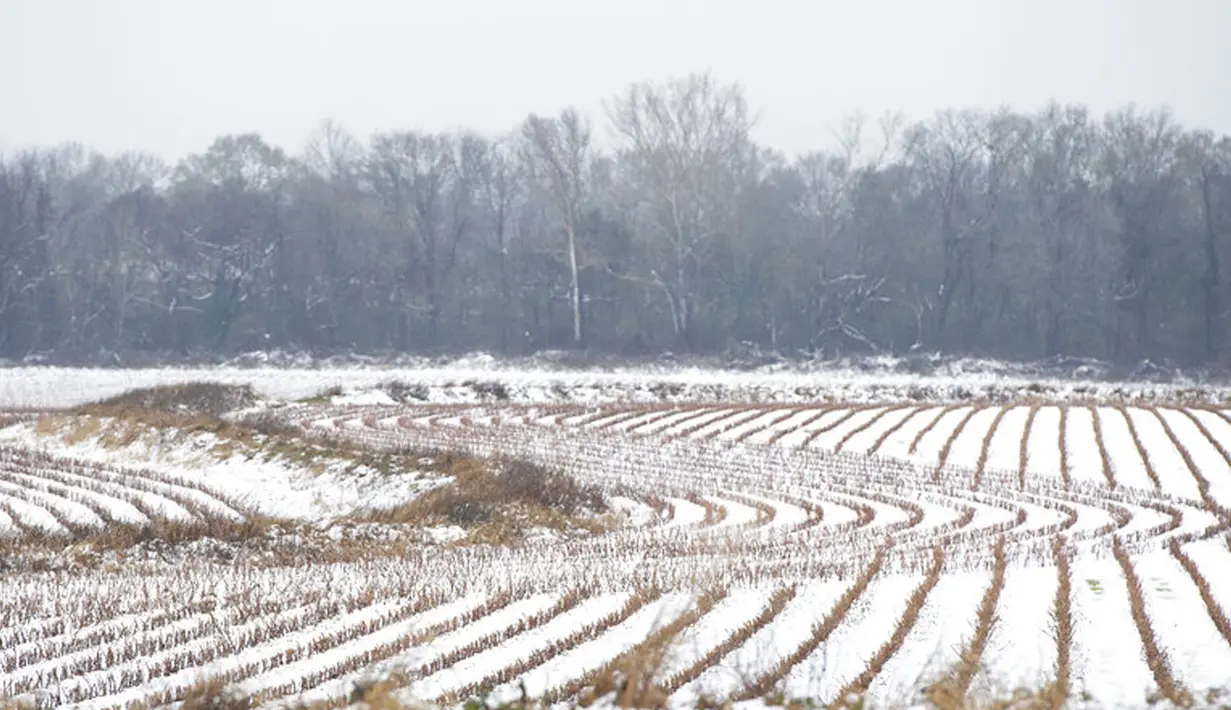 Salju menumpuk di antara barisan tanaman yang dipanen menciptakan pola di sebuah ladang di Canton, Mississippi, Amerika Serikat, 16 Januari 2022. Warga Mississippi di beberapa bagian negara bagian tengah dan utara terbangun karena salju pada Minggu pagi. (Barbara Gauntt/The Clarion-Ledger via AP)