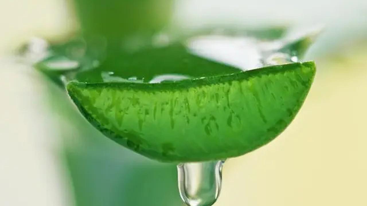 Cara Praktis Membuat Masker Lidah Buaya untuk Kulit Cantik dan Sehat