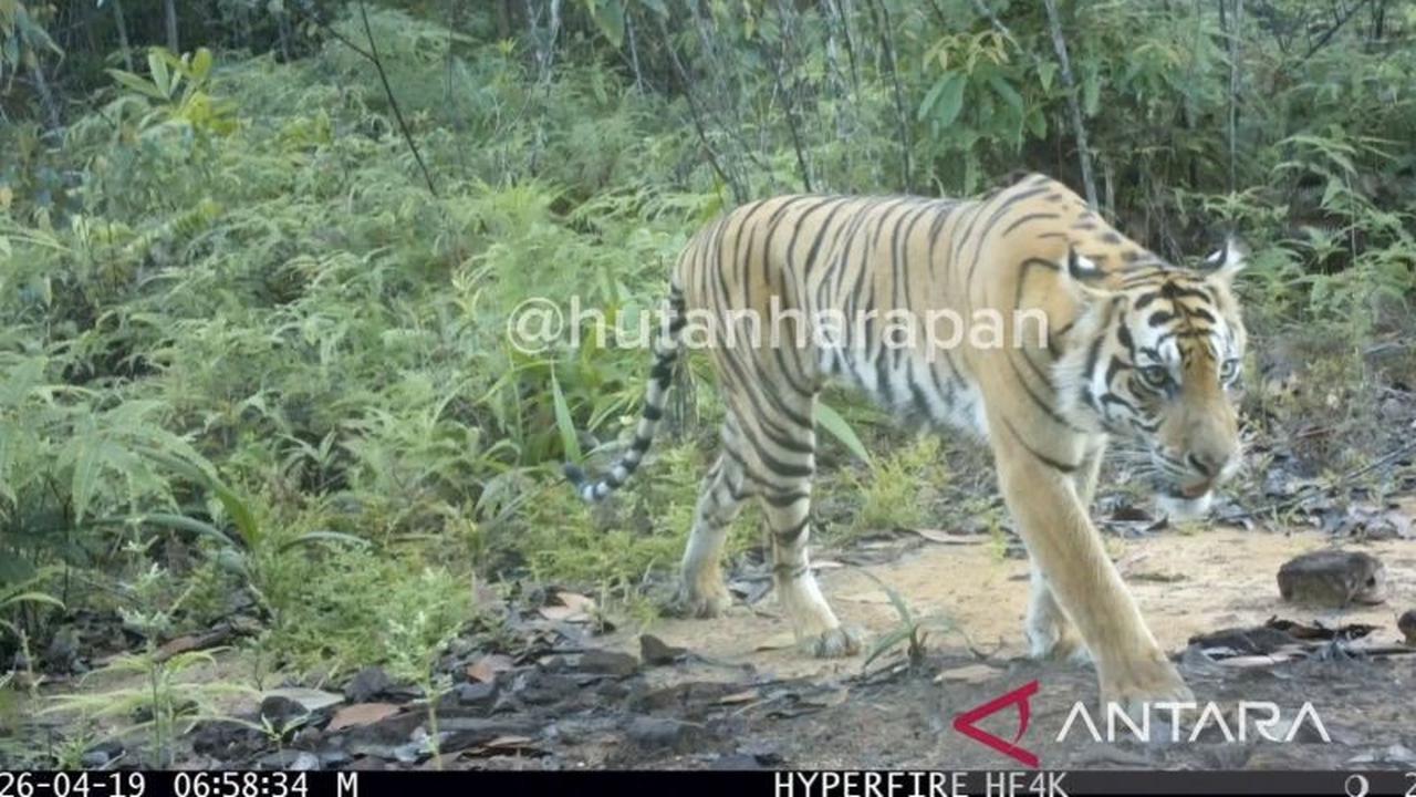 Harimau Sumatra Terekam Kamera Jebak di Hutan Harapan, Bukti Ekosistem Terjaga
